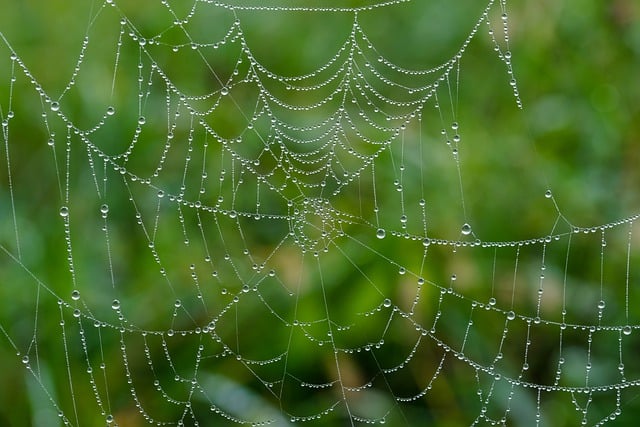 web