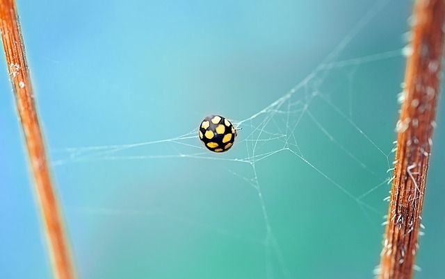 web