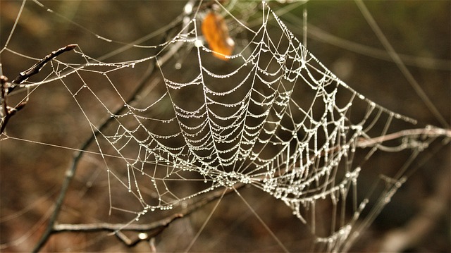 web