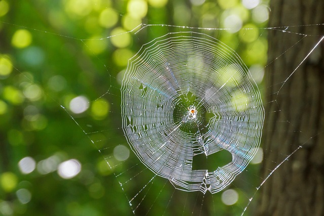 web