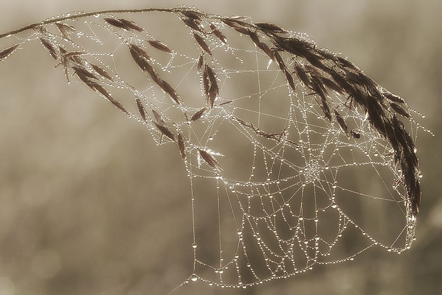 web