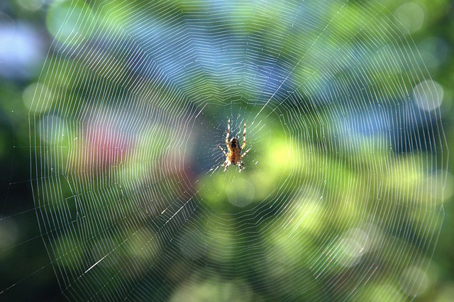 web