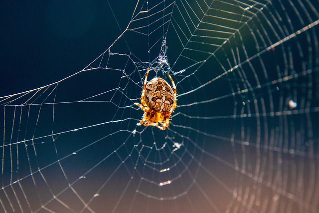 web development