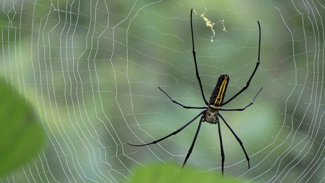 web