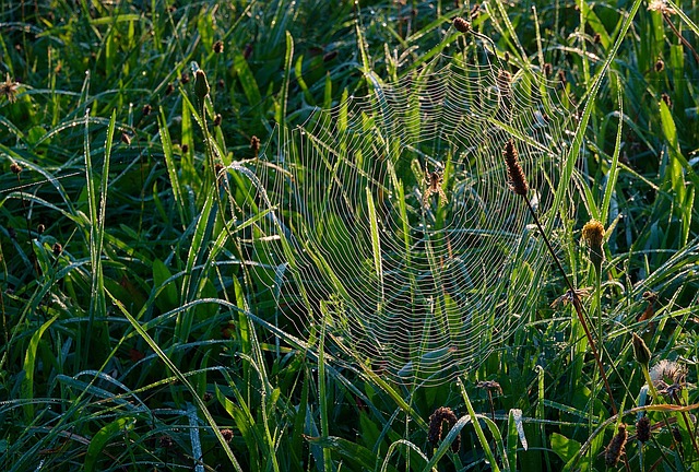 web