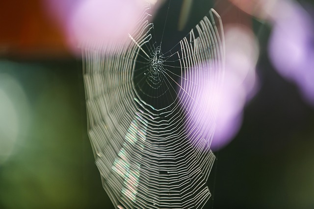web