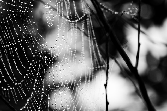 web