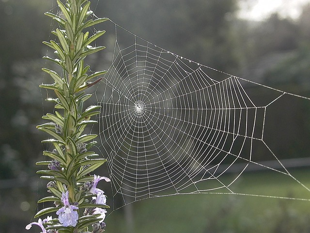 web